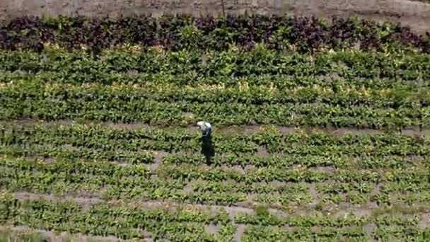 Persona Tableta Dron Granja Plantación Campo Para Agricultura Plantas Medio — Vídeos de Stock