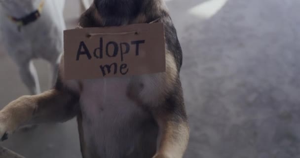 Hayvan Barınağındaki Köpekler Evlat Edinme Işareti Ile Koruyucu Aile Sevgi — Stok video