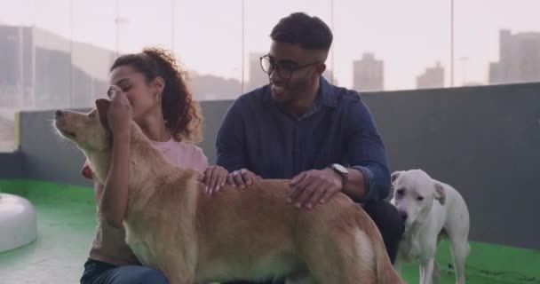 Pareja Feliz Adopción Perros Jugando Refugio Para Animales Con Amor — Vídeo de stock