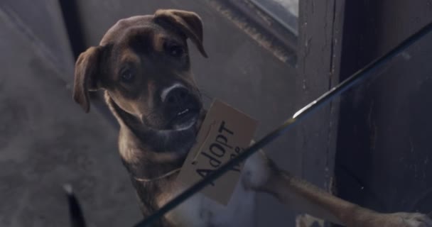 Hayvan Barınağında Evlat Edinme Işareti Olan Bir Köpek Yavrusu Koruyucu — Stok video