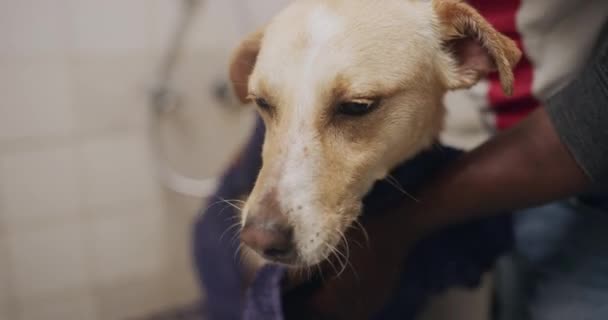 人们在动物收容所用志愿者洗狗 毛巾和浴室供人收养 在宠物中心 美容院或客厅里 用肥皂 护理和慈善用品 用肥皂清洗 打扮和宠物狗 — 图库视频影像