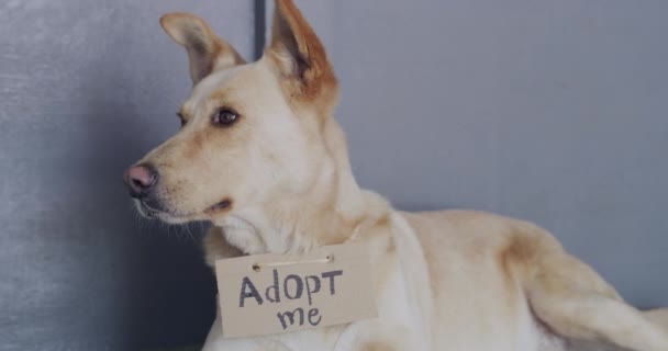 Hund Tierheim Mit Adoptionskarton Ruhig Und Traurig Pflege Liebe Und — Stockvideo
