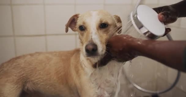 Person Cleaning Dog Shampoo Bathroom Volunteer Animal Shelter Adoption Washing — Stock Video