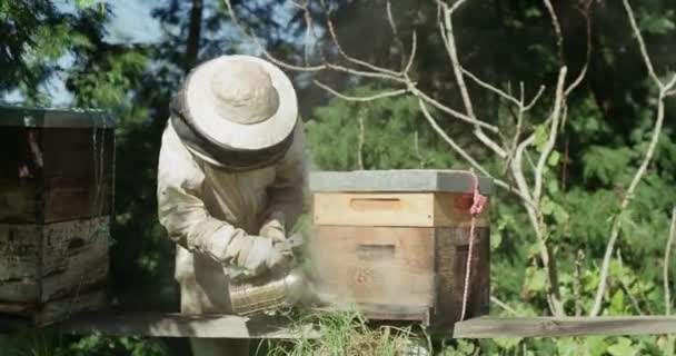 养蜂场的养蜂人 烟民和自然 夏天的蜂蜜生产和烧草 烟壶和蜜蜂农业 昆虫以及安全收获的质量保证 — 图库视频影像