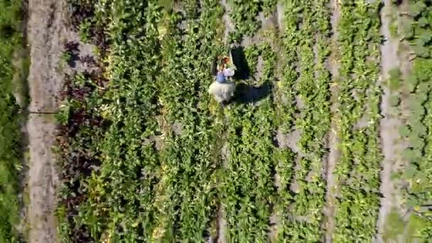 Terreno Raccolta Drone Con Verde Fattoria Campagna Agricoltura Piante Ambiente — Video Stock