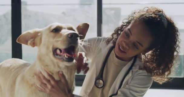 Woman Dog Teeth Veterinary Health Animal Shelter Dental Check Hygiene — Stock Video
