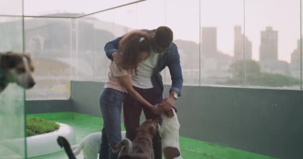 Счастливый Мужчина Женщина Собаки Играют Приюте Усыновления Животных Внимания Заботы — стоковое видео