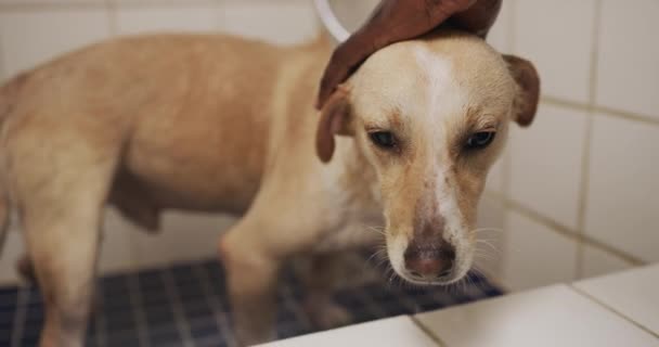 Pessoa Que Lava Cachorro Xampu Banheiro Com Voluntário Abrigo Animais — Vídeo de Stock