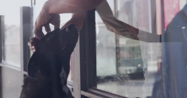 Животный Приют Собака Пара Любовью Питомнике Приёмных Родителей Реабилитации Выбора — стоковое видео