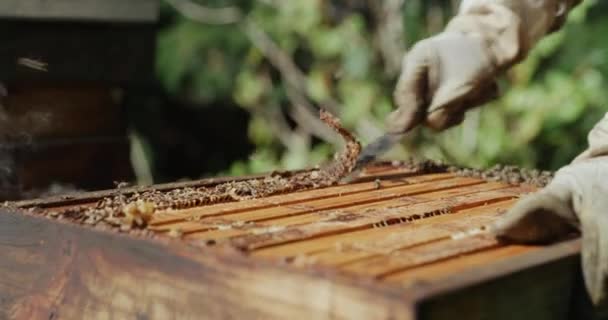 ハニカムを持った人の手 農業の枠組みと労働の閉鎖 蜂蜜の持続可能な農業生産のための木の世話か道具が付いている養蜂家 農家および労働者スクラップのワックス — ストック動画