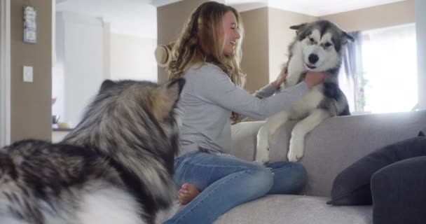 Frau Husky Und Wohnzimmercouch Mit Hunden Haustierpflege Und Verspielt Mit — Stockvideo