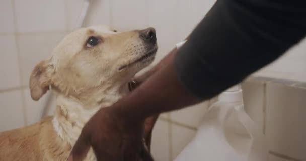 Pessoa Que Lava Cão Xampu Banheiro Com Voluntário Abrigo Animais — Vídeo de Stock