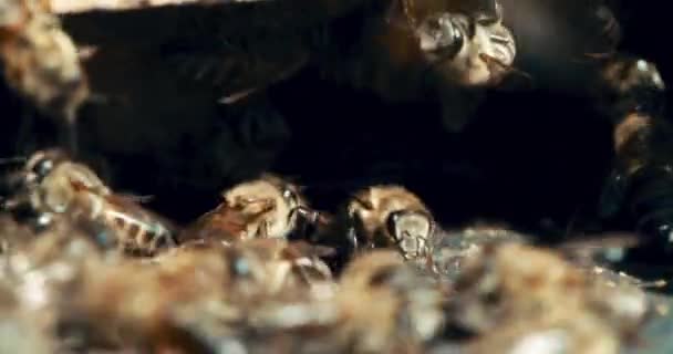Biene Bauernhof Und Nachhaltigkeit Imkerei Und Insekten Für Pollen Umwelt — Stockvideo