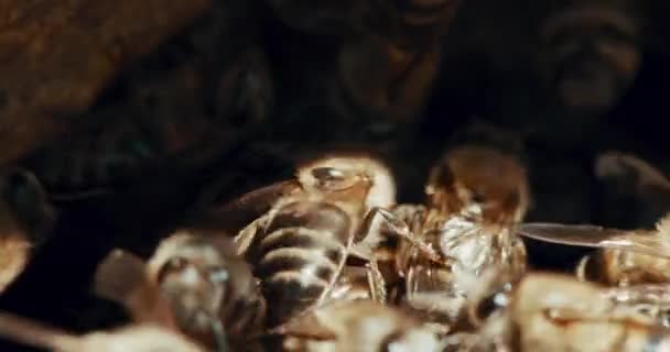Bienen Landwirtschaft Und Nachhaltigkeit Imkerei Und Insekten Für Pollen Umwelt — Stockvideo