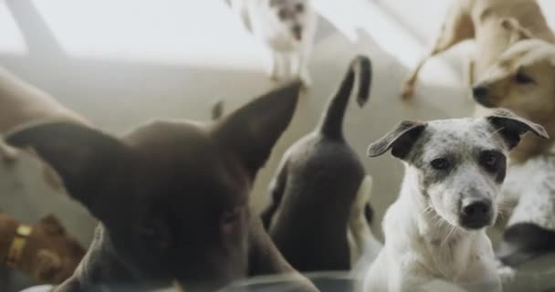 Podekscytowane Psy Schronisku Dla Zwierząt Adopcji Szczęśliwy Pozdrowienia Dla Opieki — Wideo stockowe