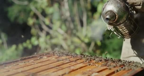 木箱および農業および持続可能性のための煙との閉鎖 プロセスが付いている養蜂家およびフレーム ハニー ミツバチ 設備を有する人 — ストック動画