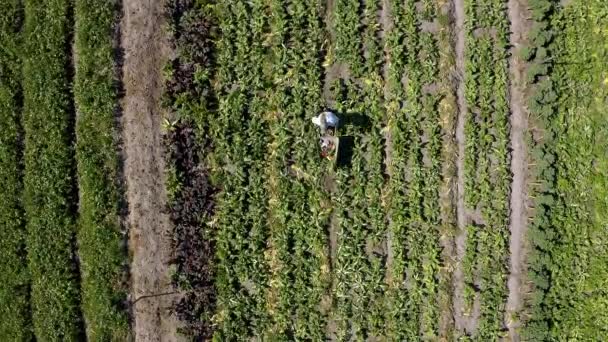 Persona Raccolta Drone Con Colture Fattoria Campagna Agricoltura Piante Ambiente — Video Stock