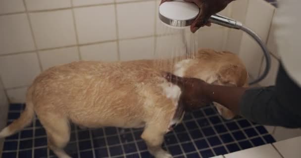 Osoba Myjąca Psa Szampon Prysznic Wolontariuszką Schronisku Dla Zwierząt Adopcji — Wideo stockowe