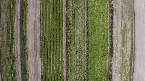 Personne Récolte Drone Avec Vert Ferme Campagne Pour Agriculture Les — Video