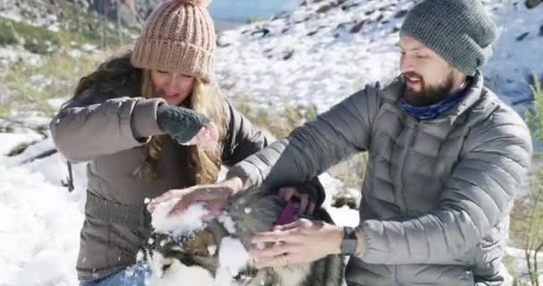 Χιόνι Κατοικίδια Ζώα Ζευγάρι Παίζει Ένα Παιχνίδι Την Ελευθερία Περιπέτεια — Αρχείο Βίντεο