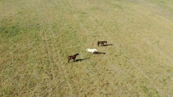 Drone Farm Horses Field Countryside Landscape Grass Environment Ranch Agriculture — Stock Video
