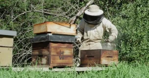 Bienen Holzkiste Und Imker Mit Rauch Für Landwirtschaft Und Nachhaltigkeit — Stockvideo