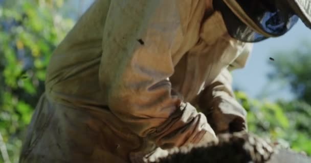 農場でのミツバチ スーツ 養蜂家 田舎での安全性と持続可能性 労働またはメンテナンス 蜂蜜の収穫および生産プロセス 木箱が付いている性質が付いている人 — ストック動画