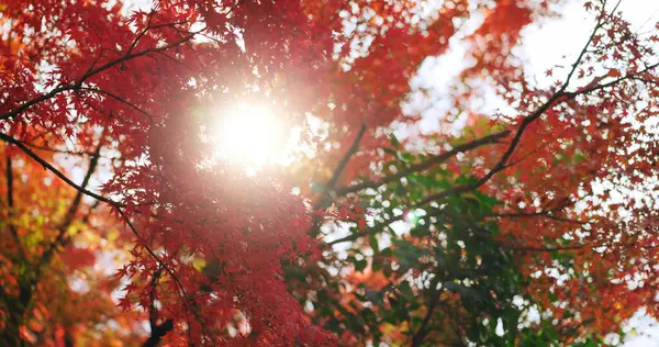 Red, nature and Japanese maple trees, plant leaves change color and sunshine in autumn season. Outdoor, beauty and momiji at park, garden or natural forest woods on a lens flare background in Japan.