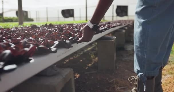Bauern Pflanzen Oder Hand Hand Gewächshaus Der Pflanzenproduktion Moderne Landwirtschaftliche — Stockvideo