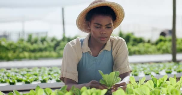 Γεωργία Βιωσιμότητα Και Παραγωγή Μαύρη Γυναίκα Στο Αγρόκτημα Για Την — Αρχείο Βίντεο