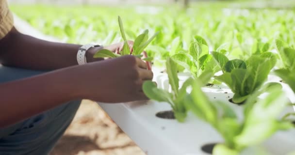 Landwirtschaft Gartenarbeit Oder Hände Von Bauern Mit Pflanzen Für Wachstum — Stockvideo