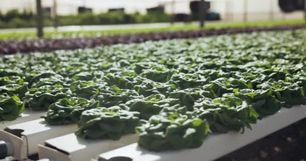 Hydroponische Landwirtschaft Gemüse Und Gewächshäuser Der Pflanzenproduktion Und Agrartechnologie Für — Stockvideo