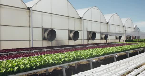 Industrie Landwirtschaft Oder Gewächshausanbau Der Pflanzenproduktion Moderne Landwirtschaft Und Nachhaltigkeit — Stockvideo