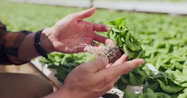 Inspección Cultivos Manos Del Agricultor Con Hoja Para Controlar Crecimiento — Vídeo de stock