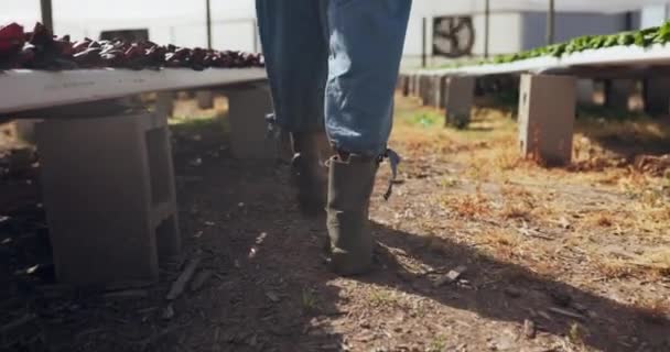 靴子和步行温室农业 用于对供应链 质量保证或蔬菜进行土地检查 供小企业 作物或工作用的园艺农田上的农场主 脚夫和后备军 — 图库视频影像