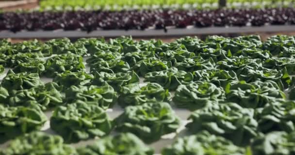 Agricultura Granja Cultivos Invernadero Primer Plano Producción Vegetal Innovación Agrícola — Vídeos de Stock