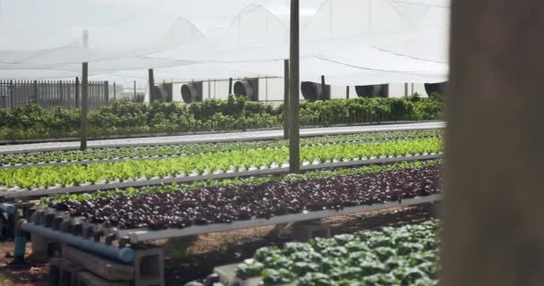 Landwirtschaft Gemüse Und Gewächshaus Für Pflanzenproduktion Ernährung Und Moderne Landwirtschaftliche — Stockvideo
