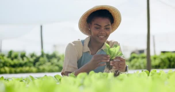 Τρόφιμα Βιωσιμότητα Και Παραγωγή Μαύρη Γυναίκα Στο Αγρόκτημα Για Την — Αρχείο Βίντεο