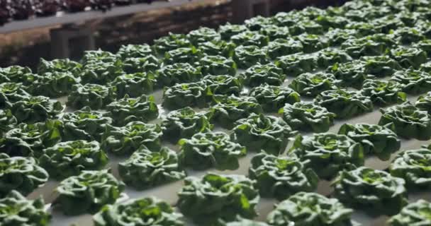 Granja Hidropónica Cultivos Invernadero Primer Plano Producción Vegetal Innovación Agrícola — Vídeo de stock