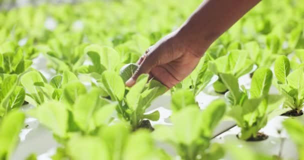 植物或手持叶子的农民的手 以阻止有机蔬菜的生长或收获 农村农民为健康 作物检查和营养而在室外进行的食物 温室或特写 — 图库视频影像
