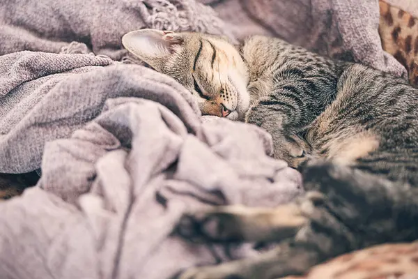 Blanket Sleeping Kitten Home Relax Resting Calm Cute Adorable Innocent — Stock Photo, Image