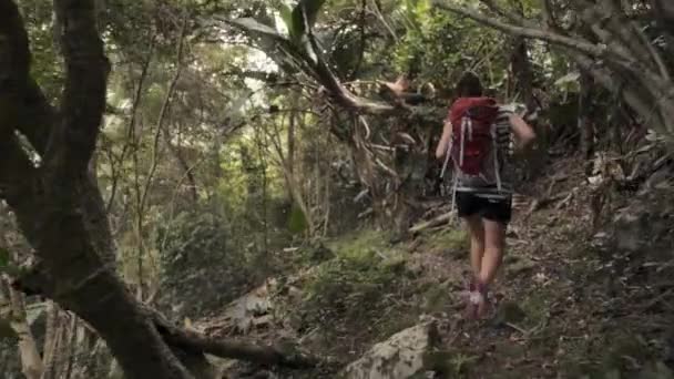 Mulher Caminhadas Fitness Madeiras Por Mochila Aventura Exercício Livre Natureza — Vídeo de Stock