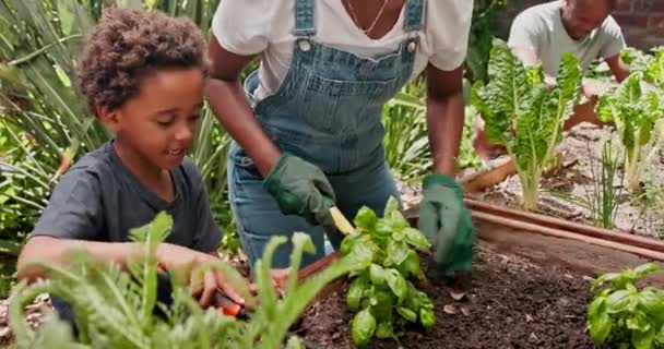 Familie Hage Grønnsaker Med Gutt Planter Natur Med Styrke Barneutvikling – stockvideo