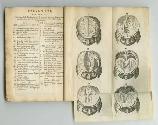 해부학 지원에 빈티지 골동품 역사적 신경외과 가이드를 라틴어 두개골 다이어그램 — 스톡 사진
