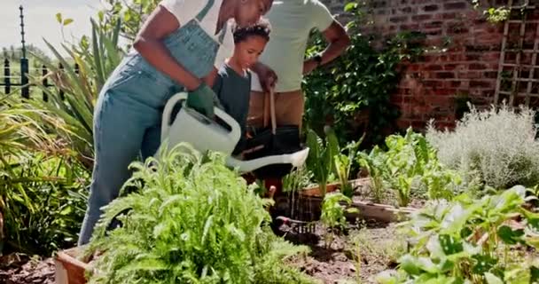 Baharda Siyahi Ailelerle Bahçecilik Büyüme Peyzaj Boş Zaman Hobi Açık — Stok video