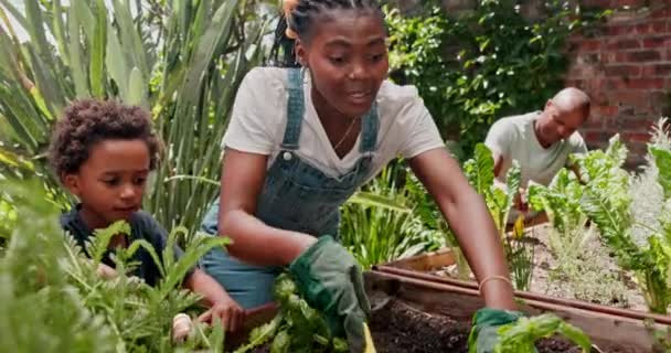 Zomer Tuin Familie Met Planten Jongen Landbouw Met Voedsel Natuur — Stockvideo