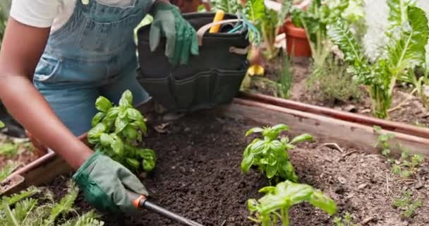 Primer Plano Jardín Persona Con Plantas Sostenibilidad Agricultura Con Alimentación — Vídeos de Stock
