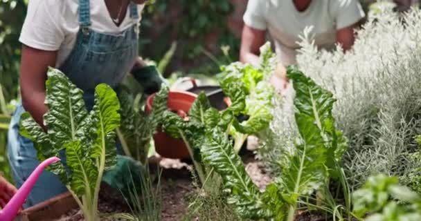 Aile Bahçe Sebzeli Bitkiler Yaprak Doğa Sürdürülebilirlik Çocuk Gelişimi Anne — Stok video