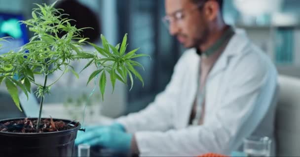 Wissenschaftler Labor Und Cannabisforschung Marihuana Analyse Oder Unkraut Für Medizinische — Stockvideo