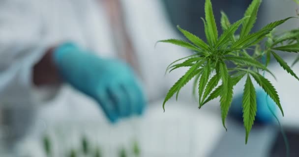 Liść Marihuany Roślina Ręka Naukowca Badaniami Nad Ziołami Biotechnologicznymi Lub — Wideo stockowe